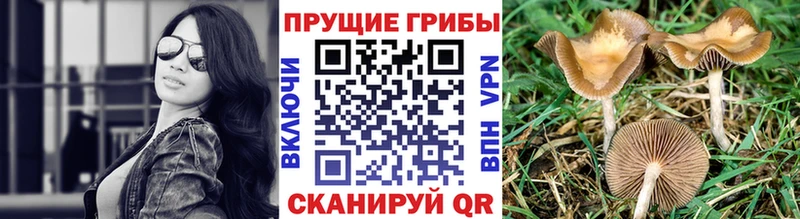 Псилоцибиновые грибы MAGIC MUSHROOMS  купить наркотики сайты  Курильск 